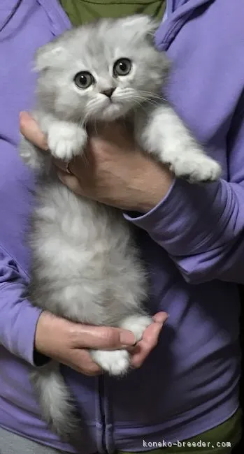 ID：1804-00964の子猫