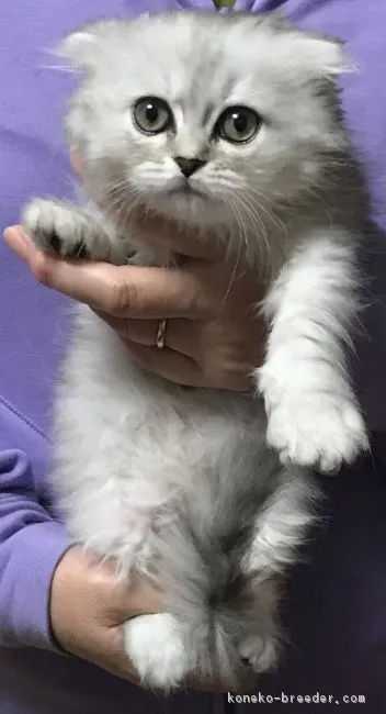ID:1804-00965の子猫
