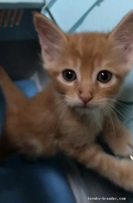 ID:2009-00582の子猫
