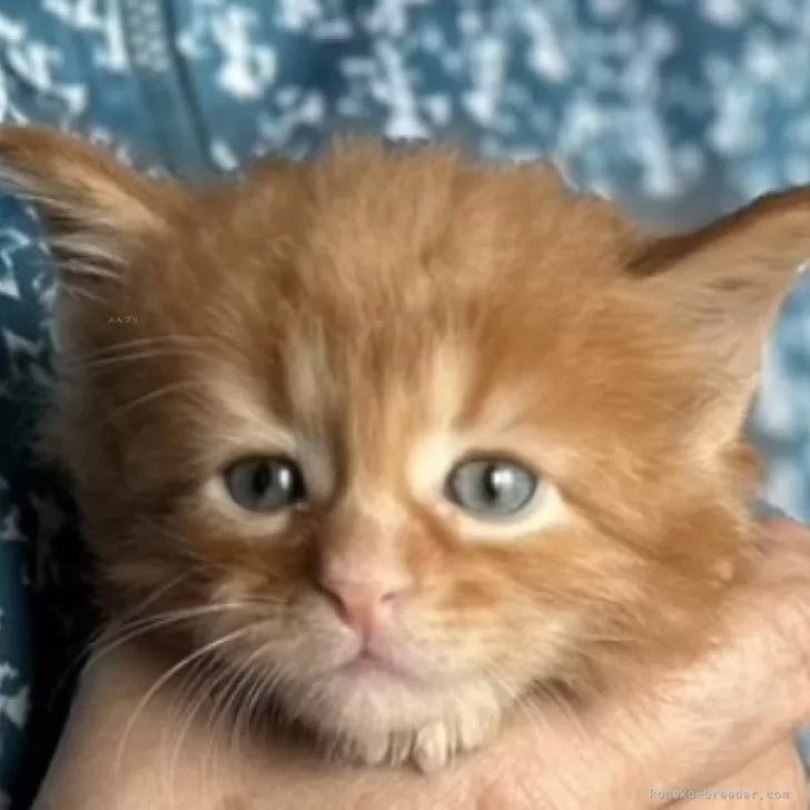 ID：2405-02410の子猫