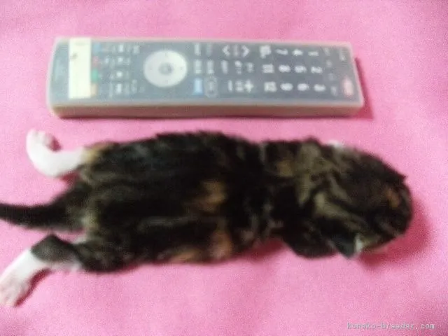 ID：1608-00599の子猫