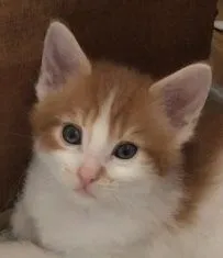 ID:1906-01549の子猫