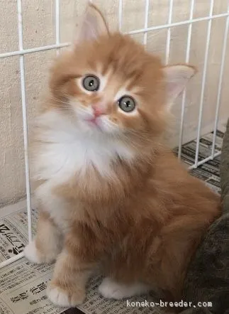 ID:1912-00333の子猫