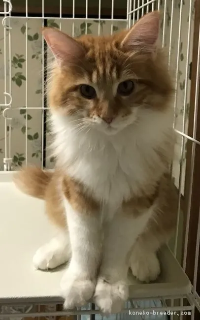 ID:1807-01182の子猫