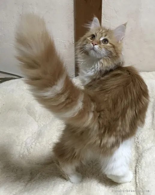 ID:1902-00970の子猫