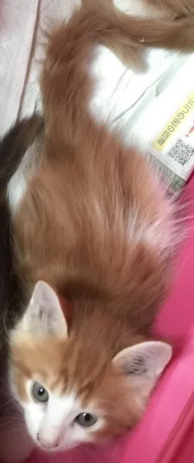 ID:2009-00485の子猫