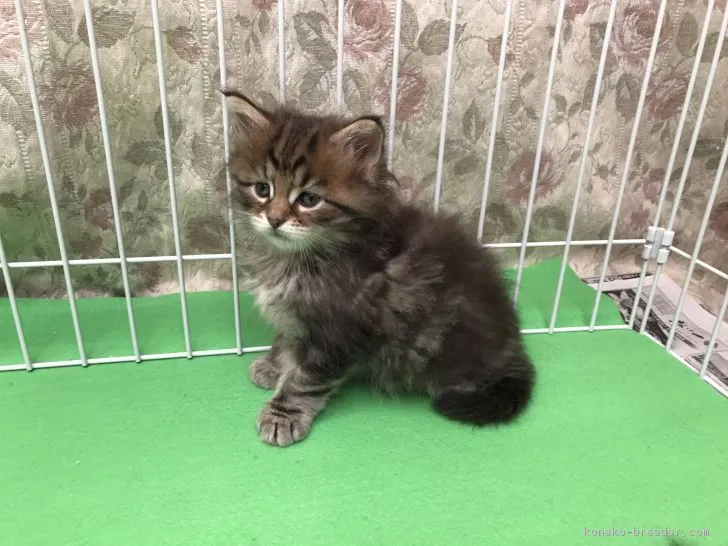 ID:1710-00823の子猫