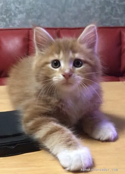 ID:2004-02038の子猫
