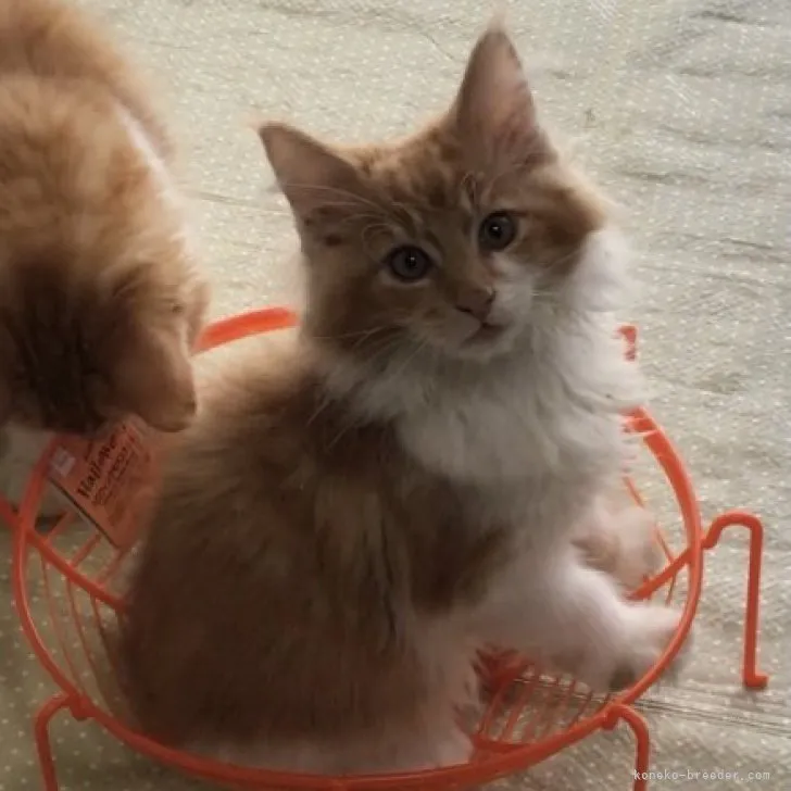 ID：2309-02117の子猫