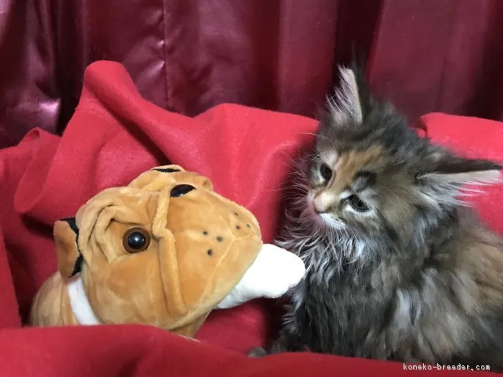 ID:1710-00825の子猫