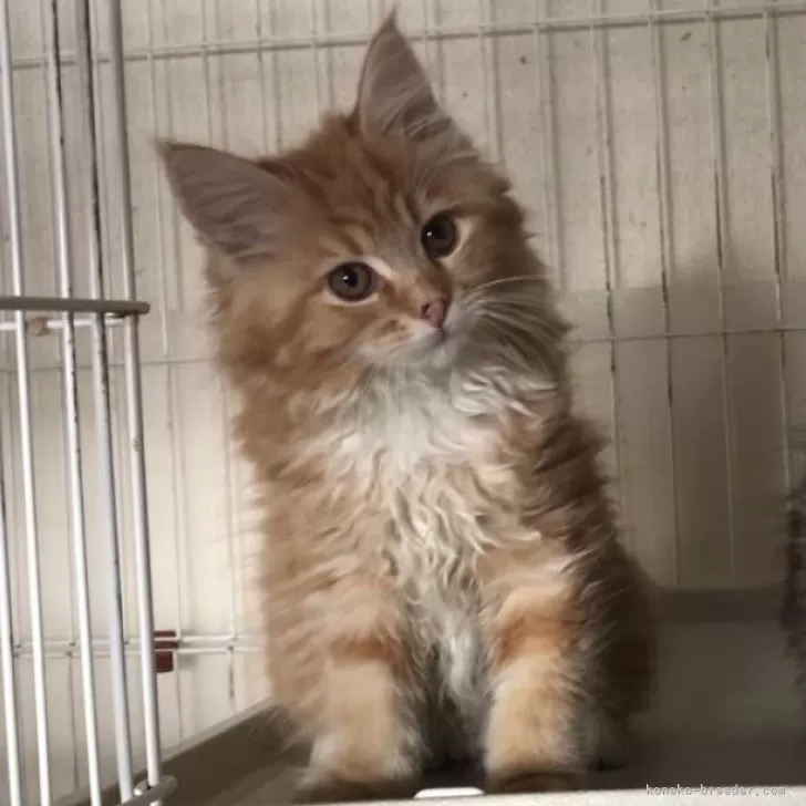 ID：2401-00922の子猫