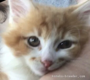 ID:2104-01205の子猫