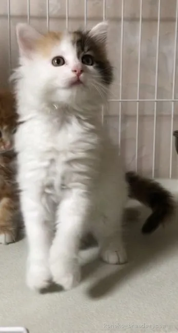 ID：2005-02445の子猫