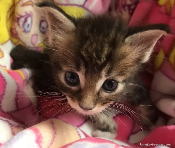 ID:1809-01205の子猫