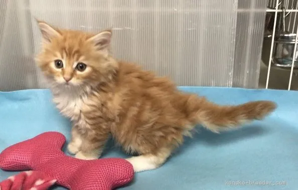 ID:1910-00416の子猫