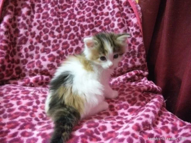 ID:1606-00470の子猫