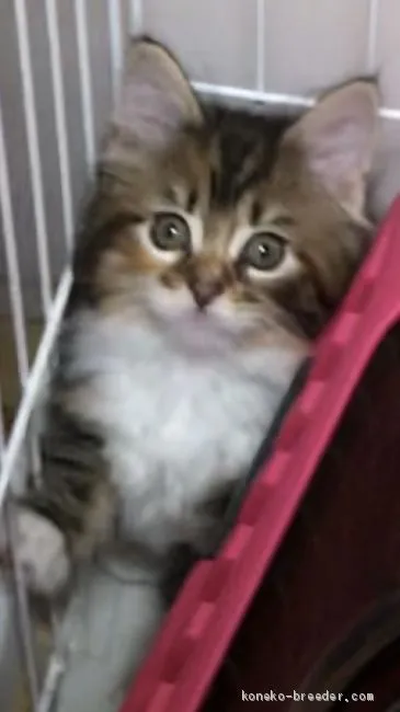 ID:2004-02043の子猫