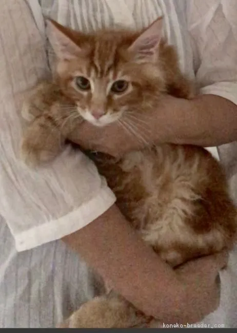 ID:1905-00237の子猫
