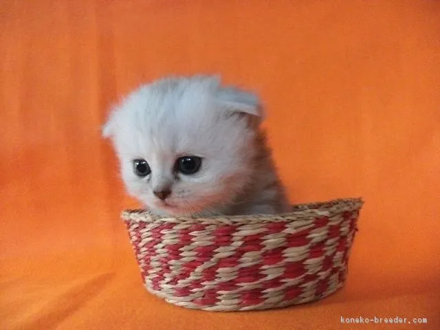 ID:1707-00083の子猫