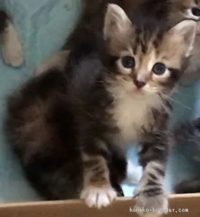 ID:2010-00228の子猫
