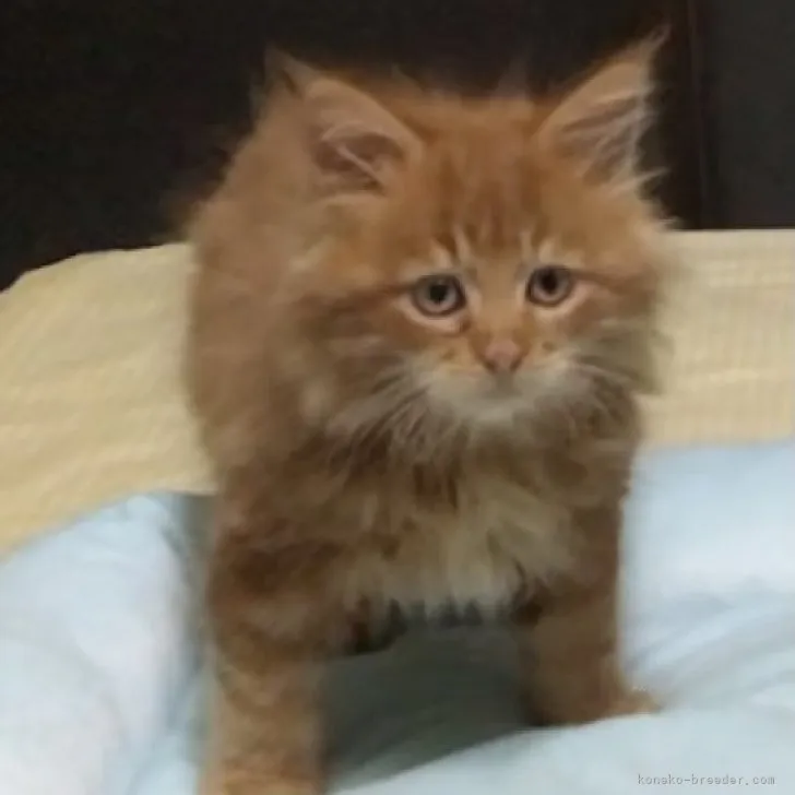 ID：2310-03114の子猫