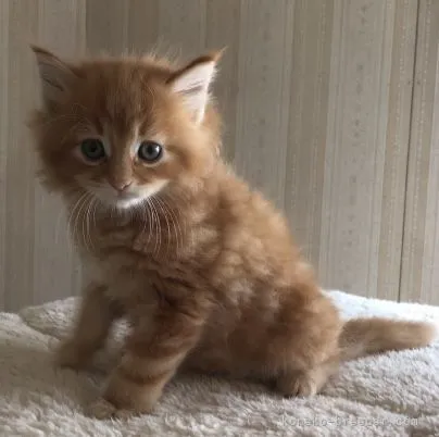 ID:2105-00976の子猫