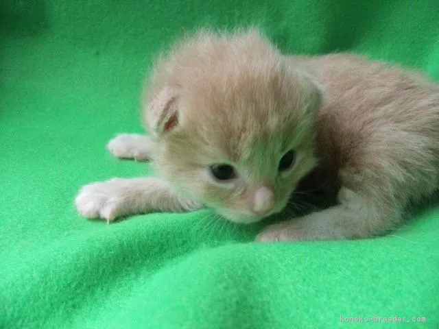 ID：1705-00964の子猫