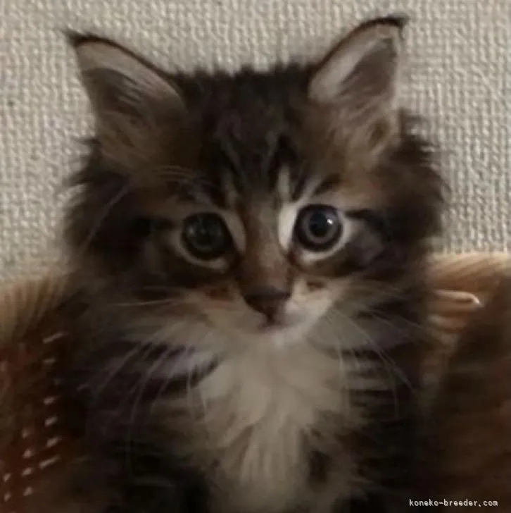ID:2210-00855の子猫
