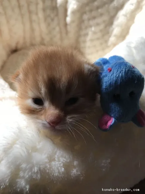 ID:1803-00767の子猫