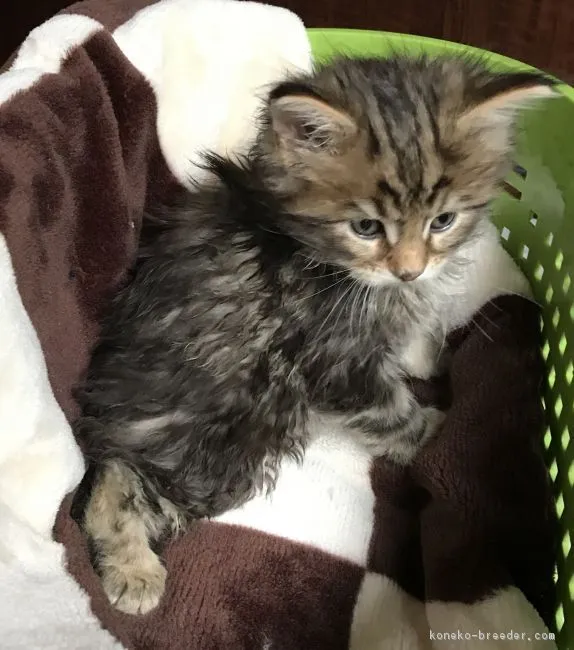 ID:1812-01079の子猫