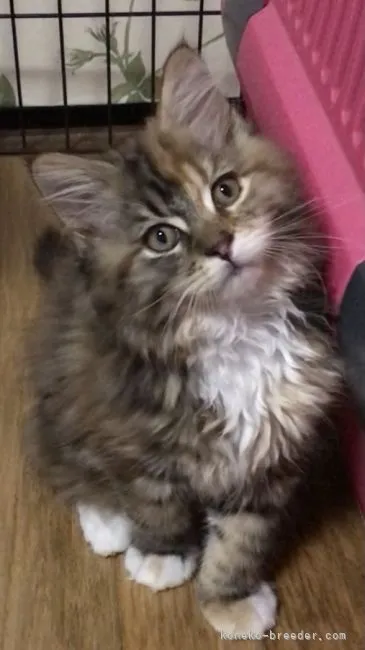&K 様のお迎えした子猫