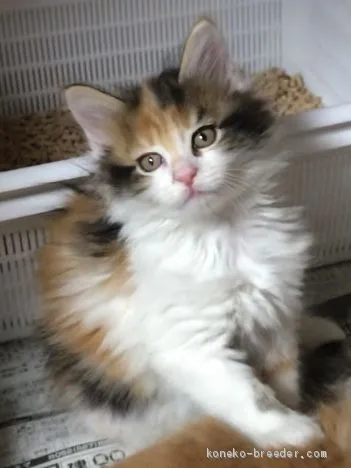 ID:2005-02440の子猫