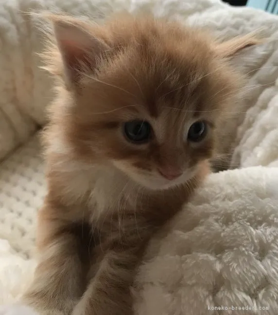 ID：1806-00960の子猫