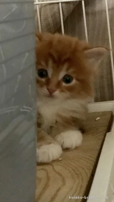 ID：1903-00461の子猫