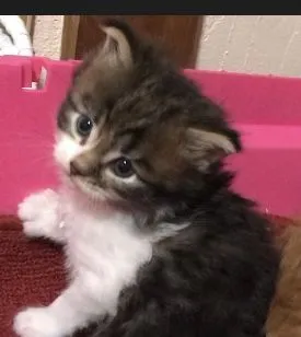 ID:1910-00421の子猫