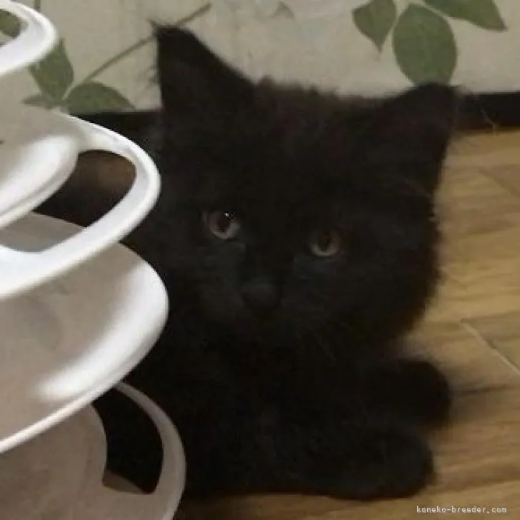 FM 様のお迎えした子猫