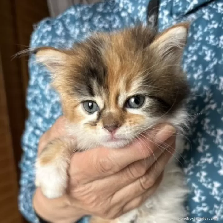 ID：2405-02409の子猫