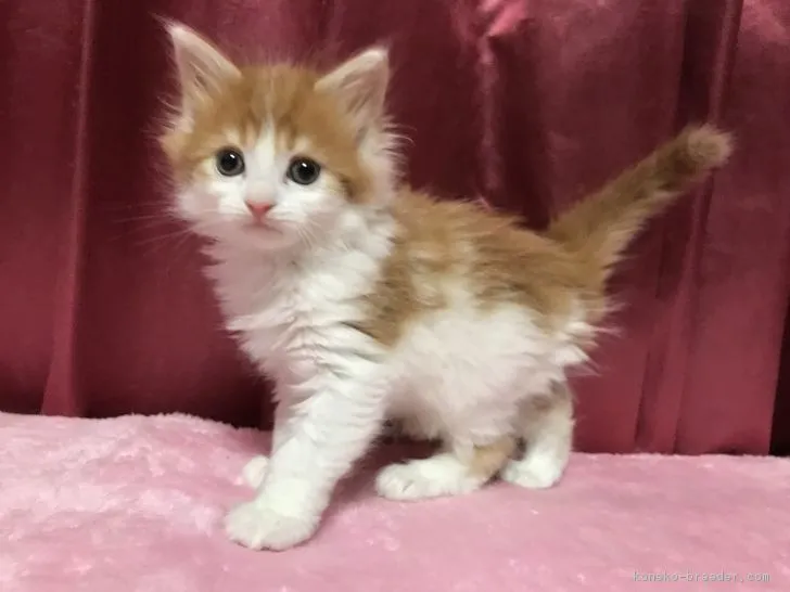 ID:1803-00771の子猫