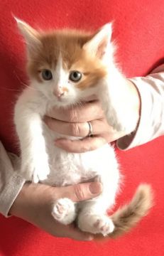 メインクーン【岐阜県・男の子・2018年4月11日・レッド&ホワイト】の写真「大型猫！ビックな男前！将来期待の星☆☆☆☆☆」