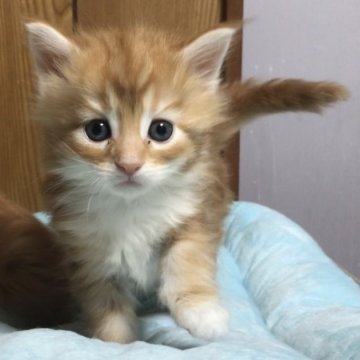 メインクーン【岐阜県・男の子・2023年2月25日・レッドタビーアンドホワイト】の写真「大型猫❣️大きく成長中❣️可愛い僕❣️」