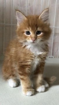 メインクーン【岐阜県・男の子・2020年4月30日・レッドタビー&ホワイト】の写真「大型猫‼️大きさに自信あり‼️」