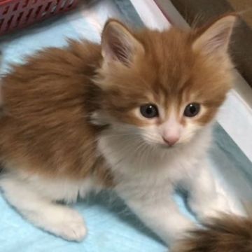 メインクーン【岐阜県・男の子・2019年12月16日・レッドタビー&ホワイト】の写真「大型猫‼️仮面柄がキュートなイケニャン君‼️」