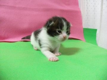 メインクーン【岐阜県・男の子・2016年6月5日・ブラック&ホワイト（ロング）】の写真「大型猫ちゃんをベビー期から！(引渡し７月２１日以降」