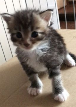 メインクーン【岐阜県・女の子・2020年6月2日・ブラウンタビー&ホワイト】の写真「大型猫‼️定番人気毛色‼️」