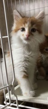 メインクーン【岐阜県・男の子・2020年4月30日・レッド&ホワイト】の写真「大型猫‼️大きさに自信あり‼️」