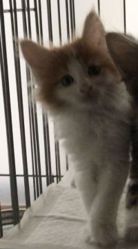 メインクーン【岐阜県・男の子・2020年6月2日・レッドタビー&ホワイト】の写真「大型猫‼️柄の良いイケニャンボーイ‼️❣️」