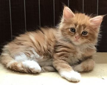 メインクーン【岐阜県・女の子・2019年5月5日・レッドタビー&ホワイト】の写真「大型猫‼️子どもの日誕生の人気毛色姫‼️」