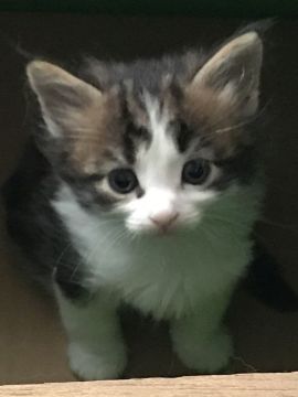 メインクーン【岐阜県・男の子・2022年3月3日・ブラウンタビー&ホワイト】の写真「大型猫❤️ハチワレのイケニャン君❤️」
