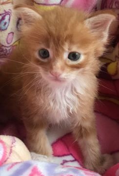 メインクーン【岐阜県・男の子・2018年7月28日・レッドタビー&ホワイト】の写真「大型猫！人気定番毛色！！！男前兄弟！！！」