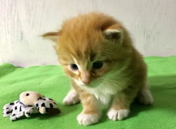メインクーン【岐阜県・男の子・2018年12月21日・レッドタビー&ホワイト】の写真「大型猫！人気定番毛色！手袋ソックス可愛いさ100倍」
